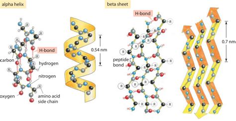 beta sheet vs alpha helix|7.4: Secondary structure of proteins .